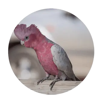 Cacatua Galah