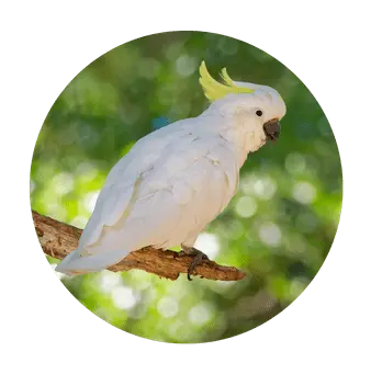 Cacatua Galerita