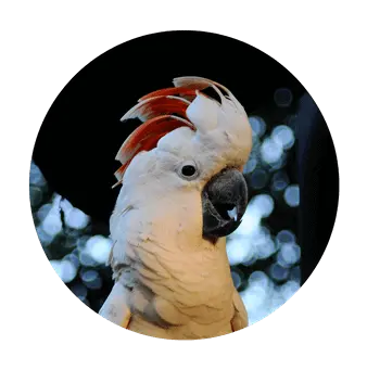 Cacatua Moluca