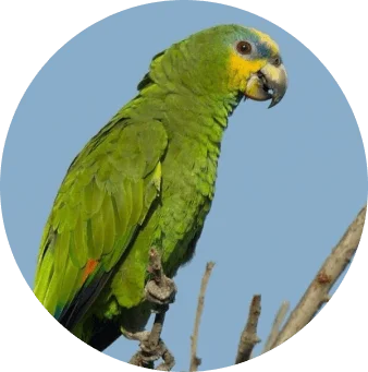 Papagaio do Mangue