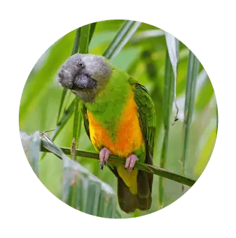 Papagaio do Senegal
